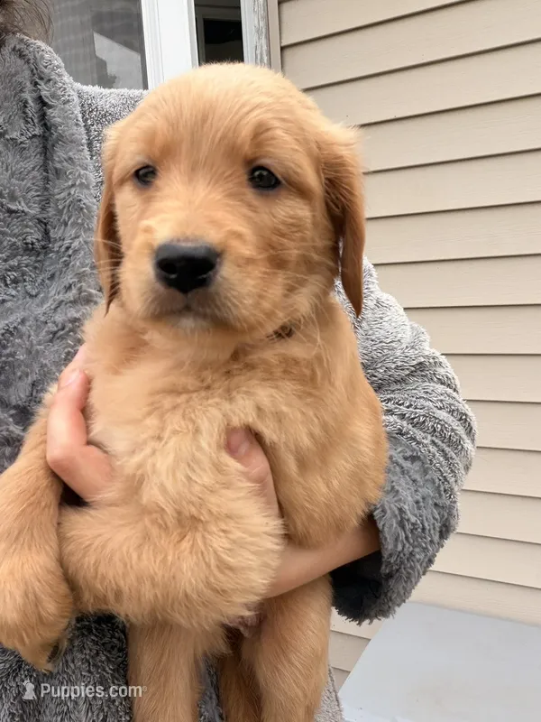 Mags – Golden Retriever puppy for sale in Lapeer, MI