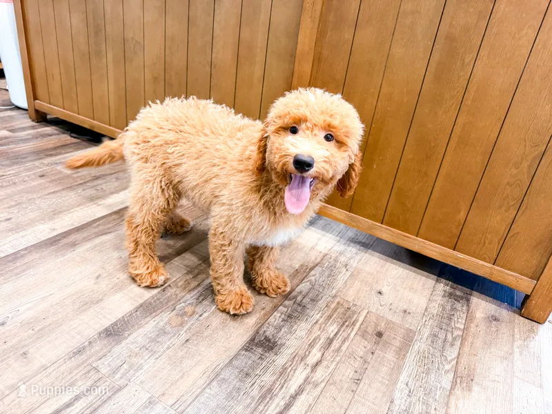 Davie  – Miniature Goldendoodle puppy for sale in Exeter, MO
