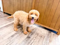 Davie , a male Miniature Goldendoodle for sale in Exeter, MO – 1 of 3