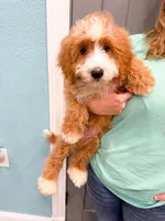 Smucker, a male Miniature Bernedoodle for sale in Exeter, MO – 8 of 10