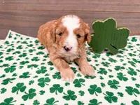 Wendy , a female Miniature Bernedoodle for sale in Exeter, MO – Photo 4 of 4