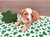 Wendy , a female Miniature Bernedoodle for sale in Exeter, MO – Photo 3 of 4