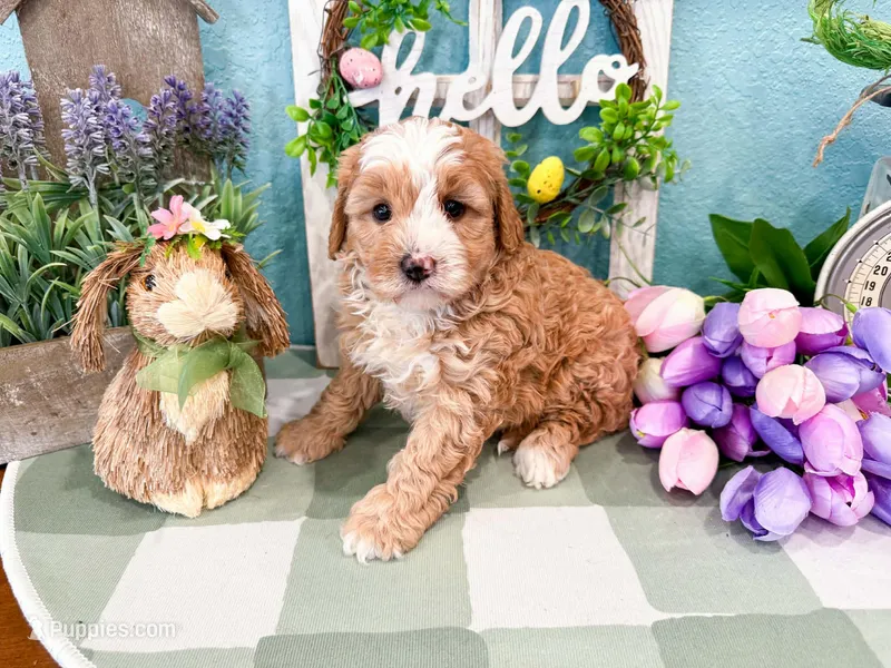 Wendy  – Miniature Bernedoodle puppy for sale in Exeter, MO