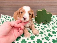 Wendy , a female Miniature Bernedoodle for sale in Exeter, MO – Photo 2 of 4