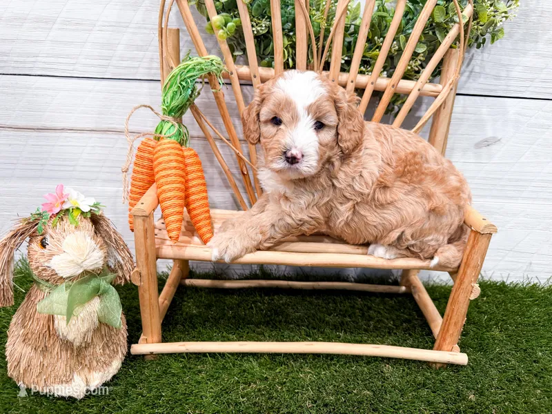 Wendy  – Miniature Bernedoodle puppy for sale in Exeter, MO