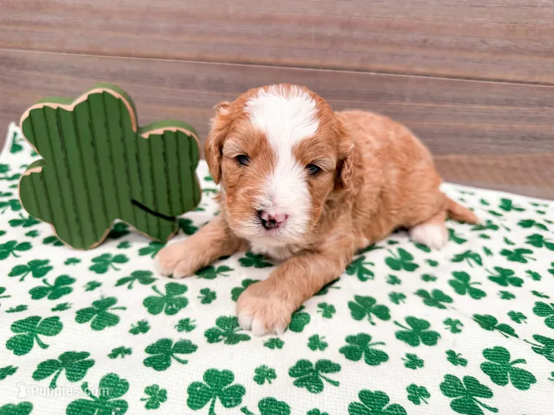 Wendy  – Miniature Bernedoodle puppy for sale in Exeter, MO