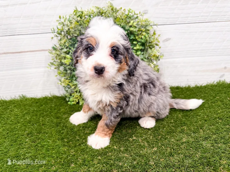 Hickory  – Miniature Bernedoodle puppy for sale in Exeter, MO
