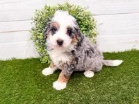 Hickory , a female Miniature Bernedoodle for sale in Exeter, MO – 1 of 7