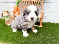 Hickory , a female Miniature Bernedoodle for sale in Exeter, MO – 6 of 7