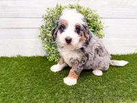 Hickory , a female Miniature Bernedoodle for sale in Exeter, MO – 2 of 7