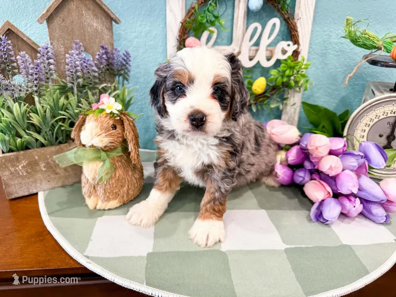 Hickory  – Miniature Bernedoodle puppy for sale in Exeter, MO