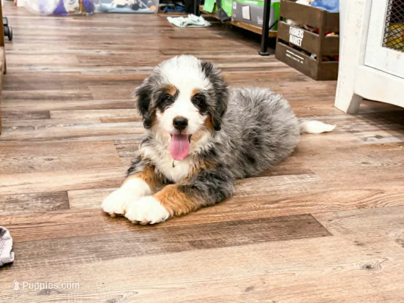 Hickory  – Miniature Bernedoodle puppy for sale in Exeter, MO