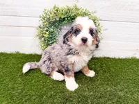 Hickory , a female Miniature Bernedoodle for sale in Exeter, MO – 3 of 7
