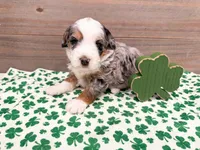 Hickory , a female Miniature Bernedoodle for sale in Exeter, MO – Photo 2 of 4