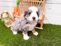 Hickory , a female Miniature Bernedoodle for sale in Exeter, MO – 7 of 7