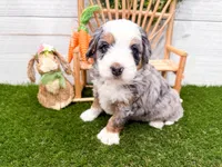 Hickory , a female Miniature Bernedoodle for sale in Exeter, MO – 5 of 7