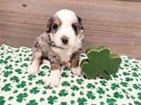 Hickory , a female Miniature Bernedoodle for sale in Exeter, MO – Photo 3 of 4