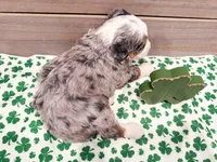 Hickory , a female Miniature Bernedoodle for sale in Exeter, MO – Photo 4 of 4