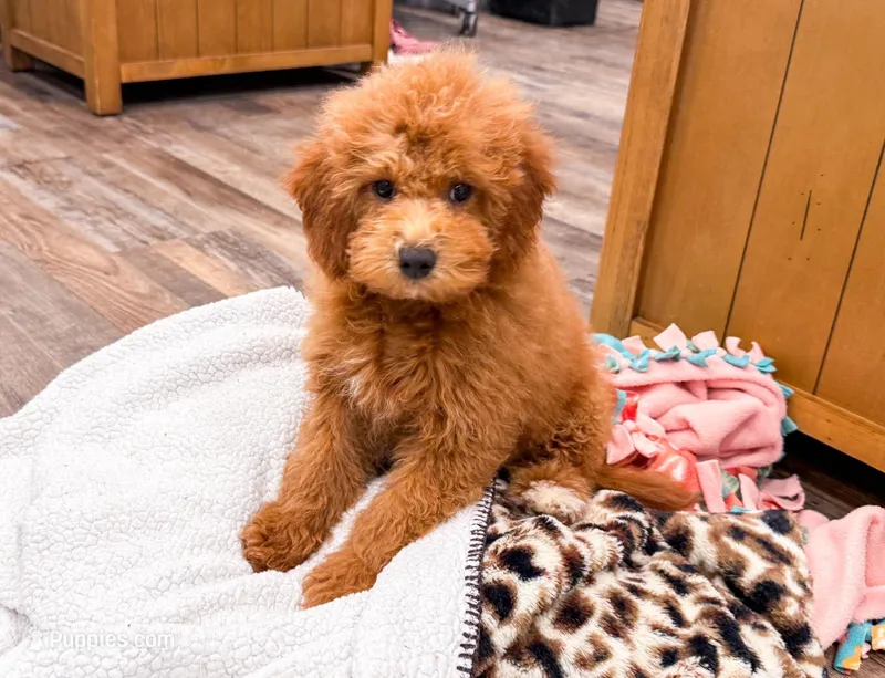 Smokie  – Miniature Goldendoodle puppy for sale in Exeter, MO