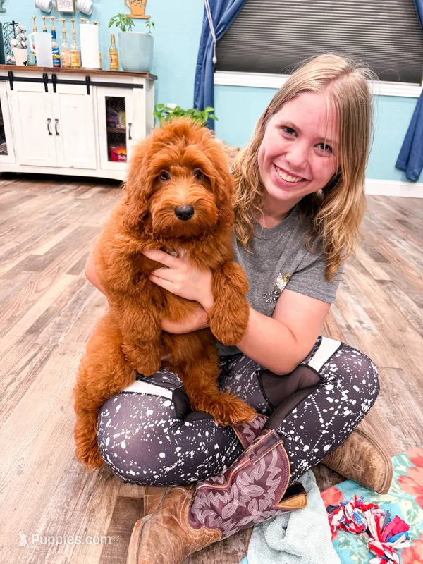 Jera – Miniature Goldendoodle puppy for sale in Exeter, MO