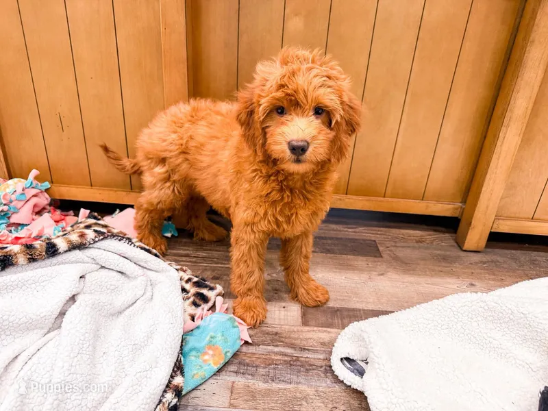 Flame  – Miniature Goldendoodle puppy for sale in Exeter, MO