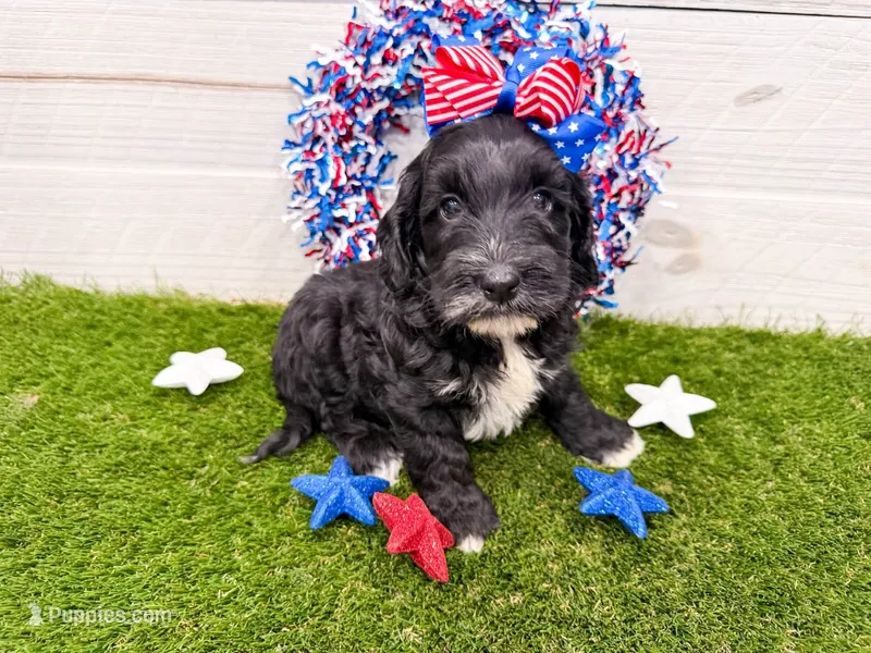 Hershey  – Miniature Goldendoodle puppy for sale in Exeter, MO