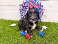 Hershey , a female Miniature Goldendoodle for sale in Exeter, MO – 1 of 1