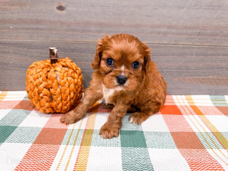 Caramel  – Cavalier King Charles Spaniel puppy for sale in Exeter, MO