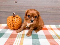 Caramel , a male Cavalier King Charles Spaniel for sale in Exeter, MO – 1 of 1