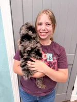 Duncan , a male Poodle - Miniature  for sale in Exeter, MO – 5 of 5