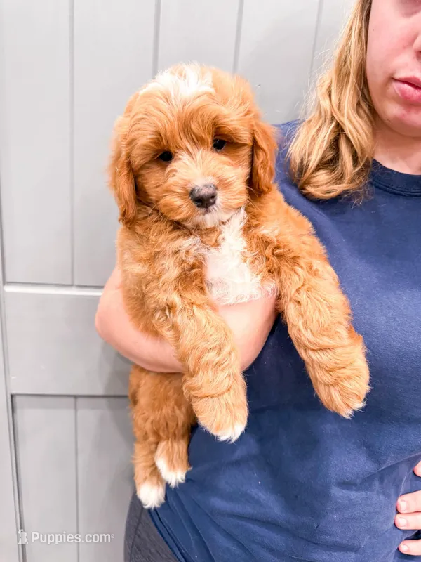Ollie  – Miniature Goldendoodle puppy for sale in Exeter, MO