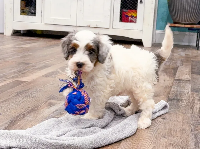Kimes – Miniature Bernedoodle puppy for sale in Exeter, MO