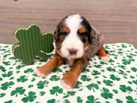 Charlotte, a female Miniature Bernedoodle for sale in Exeter, MO – Photo 4 of 5