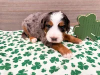 Charlotte, a female Miniature Bernedoodle for sale in Exeter, MO – Photo 3 of 5