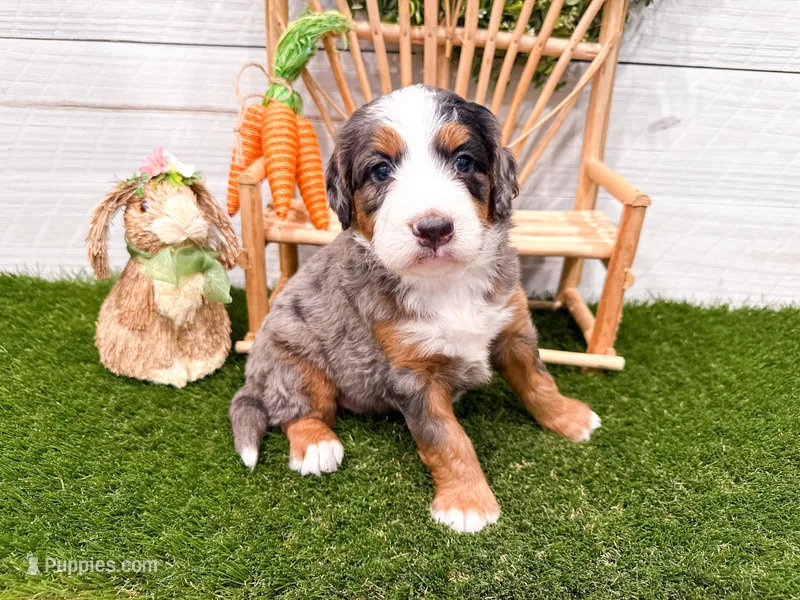 Charlotte – Miniature Bernedoodle puppy for sale in Exeter, MO