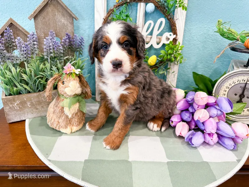Charlotte – Miniature Bernedoodle puppy for sale in Exeter, MO