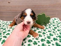Charlotte, a female Miniature Bernedoodle for sale in Exeter, MO – Photo 1 of 5
