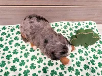 Charlotte, a female Miniature Bernedoodle for sale in Exeter, MO – Photo 2 of 5