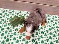 Charlotte, a female Miniature Bernedoodle for sale in Exeter, MO – Photo 5 of 5