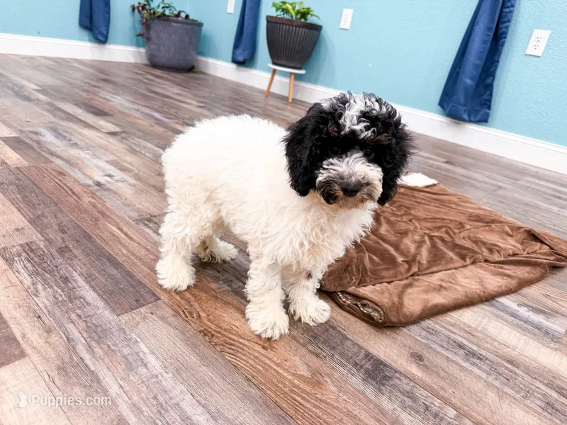 Dodger  – Poodle - Miniature  puppy for sale in Exeter, MO
