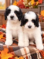 Holstein , a male Miniature Bernedoodle for sale in Exeter, MO – 2 of 2