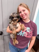 Duncan , a male Poodle - Miniature  for sale in Exeter, MO – 2 of 5