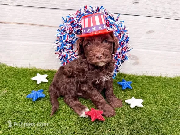 Reese's  – Miniature Goldendoodle puppy for sale in Exeter, MO
