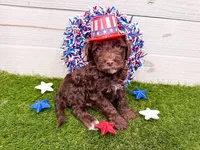 Reese's , a male Miniature Goldendoodle for sale in Exeter, MO – 1 of 1
