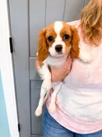 Ivy , a female Cavalier King Charles Spaniel for sale in Exeter, MO – 2 of 2