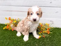Skippy, a male Miniature Bernedoodle for sale in Exeter, MO – 3 of 3