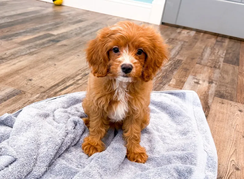 Lily  – Cavapoo puppy for sale in Exeter, MO