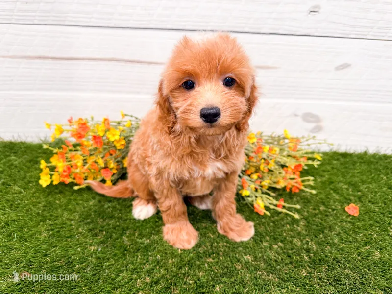 Joy – Miniature Goldendoodle puppy for sale in Exeter, MO