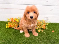 Joy, a female Miniature Goldendoodle for sale in Exeter, MO – 1 of 1