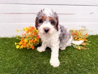 Peter Pan , a male Miniature Bernedoodle for sale in Exeter, MO – 2 of 3